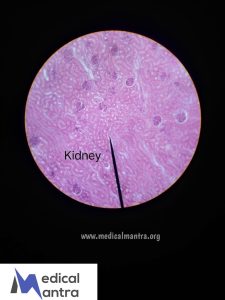 Human 20kidney 20Histological 20Specimens 20Urinary 20System 20histology 20medicalmantra