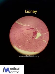 Kidney 20Histological 20Specimen 20Urinary 20System 20histology 20medicalmantra
