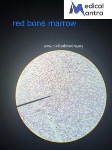Red 20Bone 20marrow 20Histological 20Specimens 20Urinary 20System 20histology 20medicalmantra