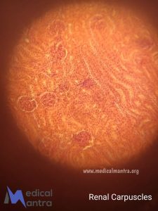 Renal 20Carpuscles 20histological 20Specimen 20Urinary 20System 20histology 20medicalmantra