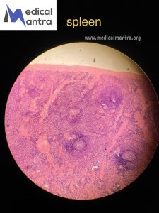 Spleen 20Histological 20Specimens 20Urinary 20tract 20histology 20medicalmantra