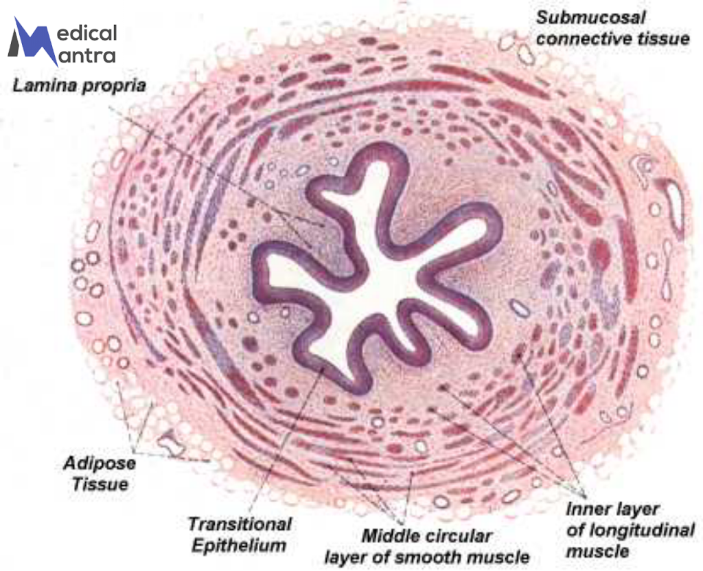 Ureter Histology : Ureter Histological Diagram , Structural Features of Ureter , Ureter Functions by Medical Mantra 16 Ureter Histology : Ureter Histological Diagram , Structural Features of Ureter , Ureter Functions by Medical Mantra