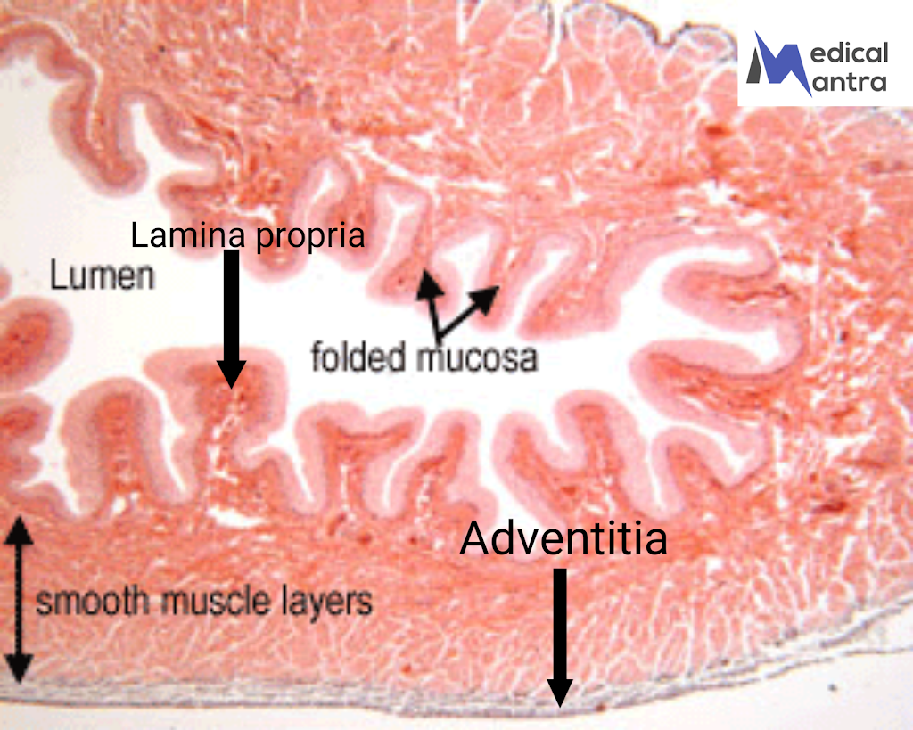 Urinary Bladder Histology : Urinary Bladder Histological Diagram , Structural Features of Urinary Bladder , Urinary Bladder Functions 17 Urinary Bladder Histology : Urinary Bladder Histological Diagram , Structural Features of Urinary Bladder , Urinary Bladder Functions