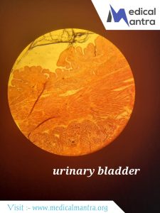 Urinary 20Bladder 20histological 20Specimen 20Urinary 20System 20histology 20medicalmantra