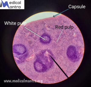 Spleen Histology : General Overview, Structure, Vascular Supply , Regions and Layers , Function of Spleen