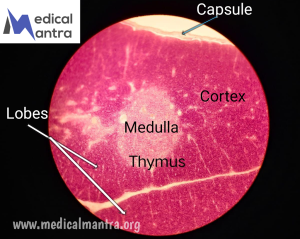 Thymus 20Histology 20General 20Overview 20Structure 20Layers 20Vascular 20Supply 20and 20Functions C2 A0of C2 A0The C2 A0Thymus