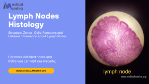 Lymph Nodes Histology: Structure, Type, Zone, and Functions of Lymph Nodes