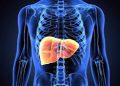 liver image