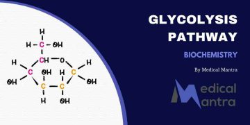 Glycolysis in Cellular Energy Production
