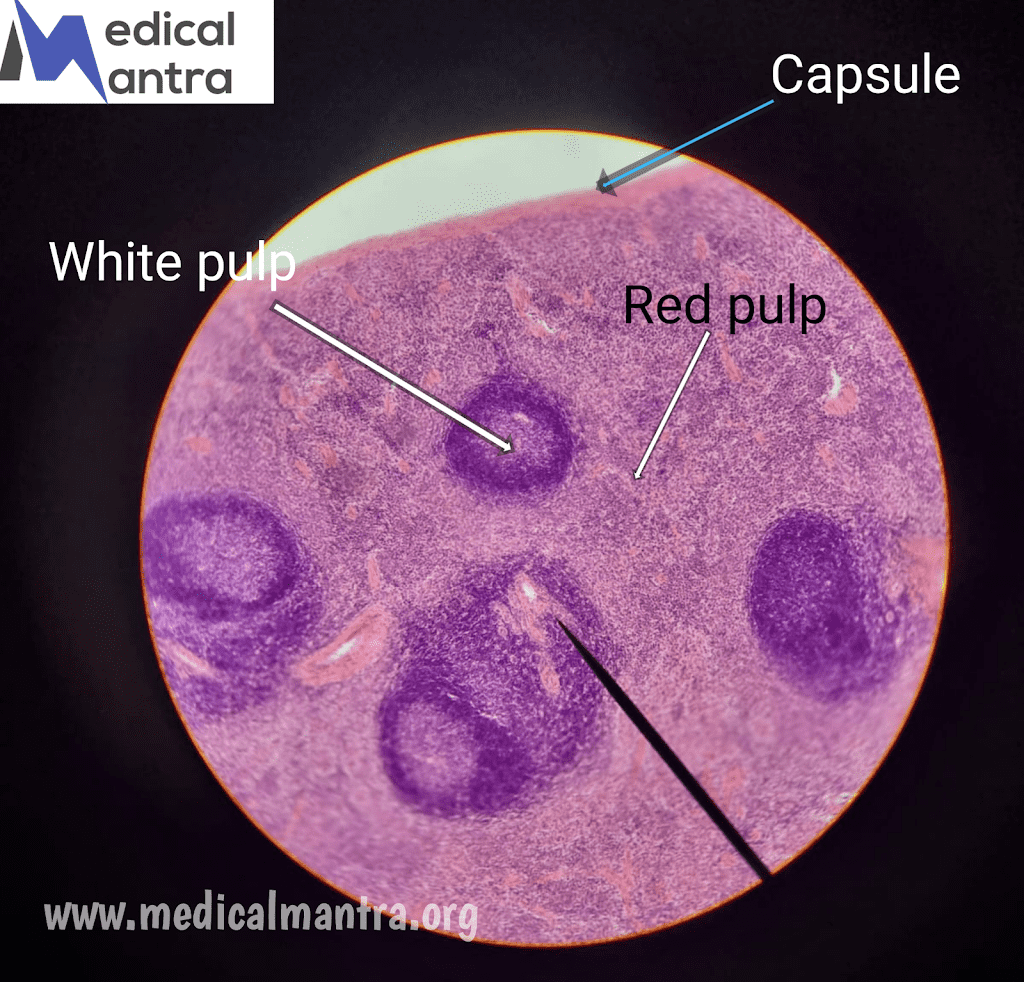 Spleen Histology : General Overview, Structure, Vascular Supply , Regions and Layers , Function of Spleen 14 Spleen Histology : General Overview, Structure, Vascular Supply , Regions and Layers , Function of Spleen