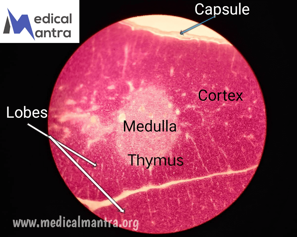 Thymus Histology : General Overview, Structure, Layers, Vascular Supply, and Functions of The Thymus. 15 Thymus Histology : General Overview, Structure, Layers, Vascular Supply, and Functions of The Thymus.
