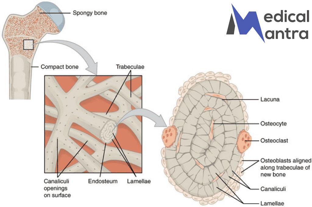 Trabeculae Bone: Anatomy, Structure, Function, 7 Trabeculae Bone: Anatomy, Structure, Function,
