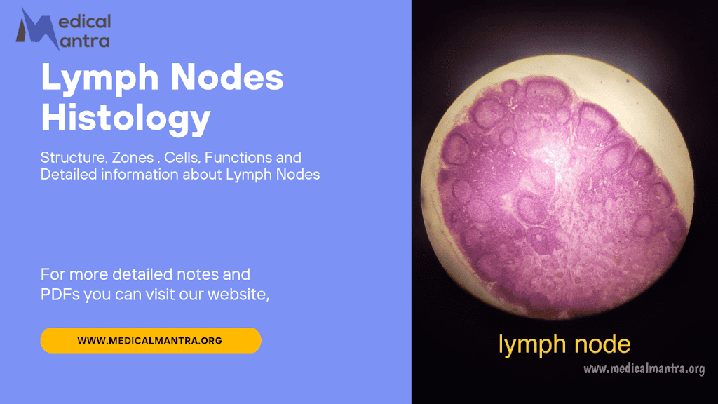 Lymph Nodes Histology: Learn the Structure, Type, Zone, and Functions of Lymph Nodes 11 Lymph Nodes Histology: Learn the Structure, Type, Zone, and Functions of Lymph Nodes