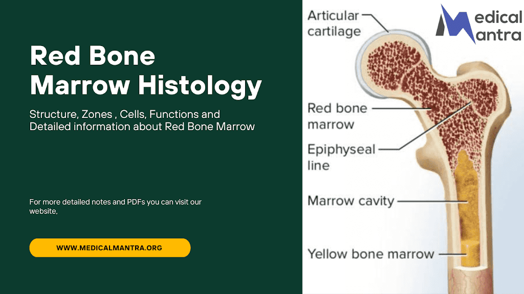 Red Bone Marrow Histology: Zones, Cells, and Functions of Red Bone Marrow 12 Red Bone Marrow Histology: Zones, Cells, and Functions of Red Bone Marrow