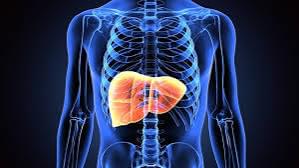 Acute Liver Failure: Causes, Symptoms, and Treatment 13 liver image